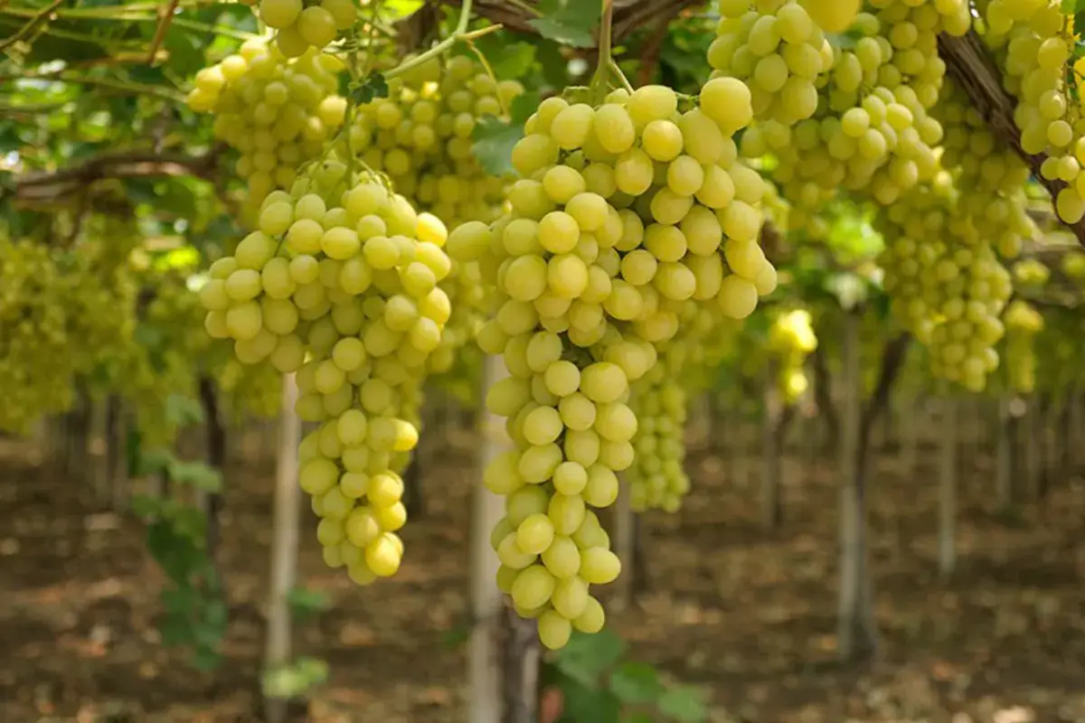 Uva da tavola Nonostante il clima pazzo e l'inflazione, l'uva da tavola conquista la Gdo