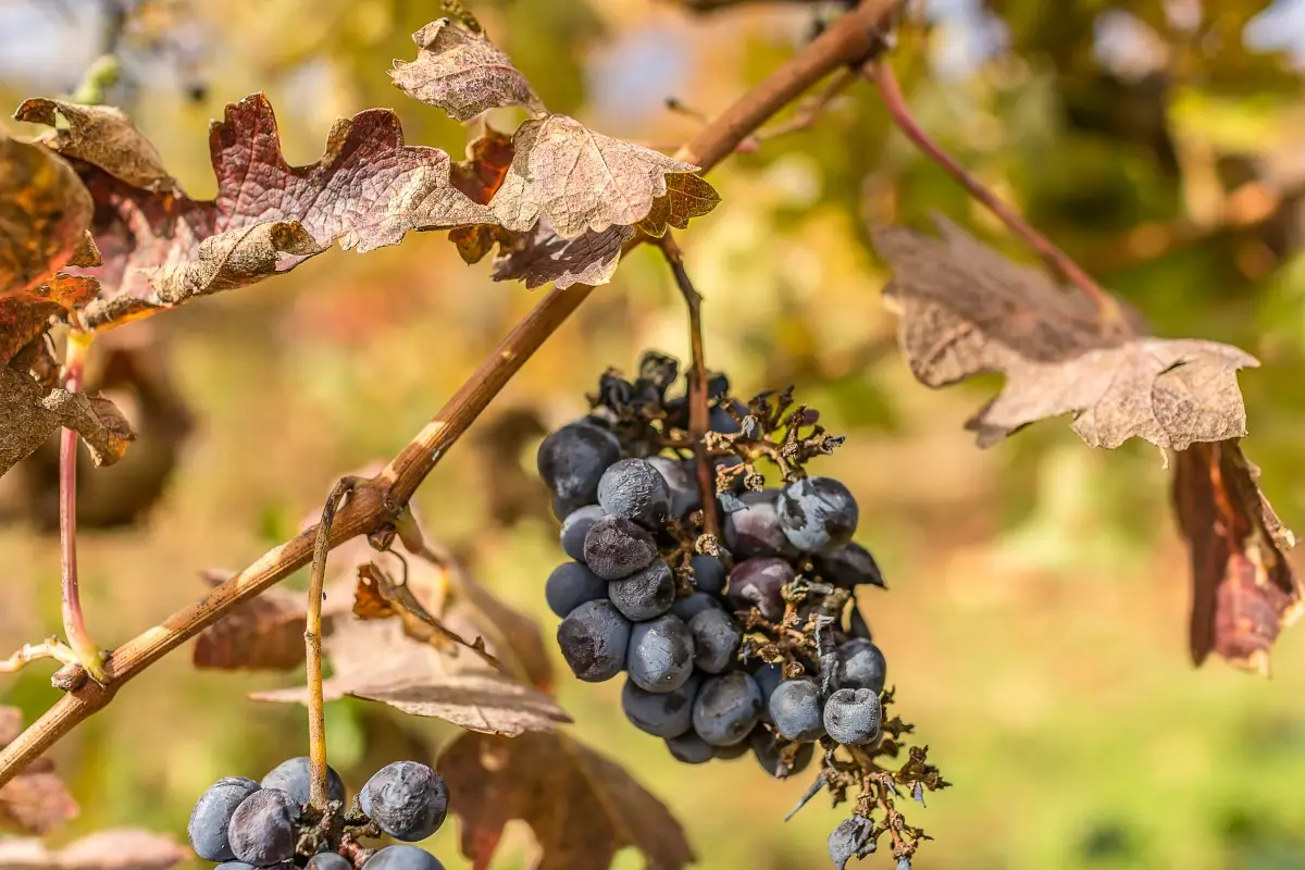 Siccit&agrave; e alte temperature minacciano la vendemmia: &ldquo;Decisivi i prossimi giorni&rdquo;
