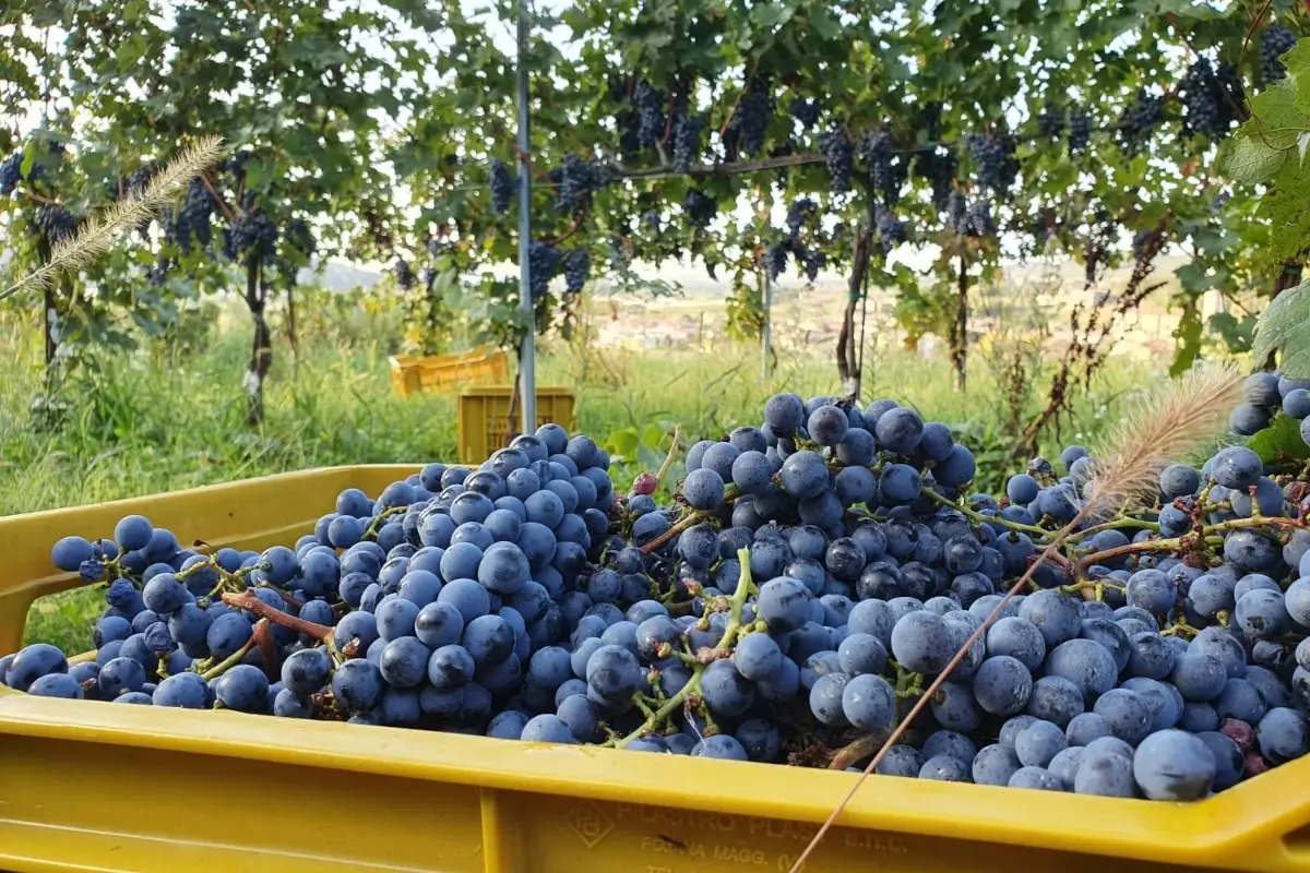 Parta la vendemmia nelle vigne di Terre D&rsquo;Aen&ograve;r in Franciacorta