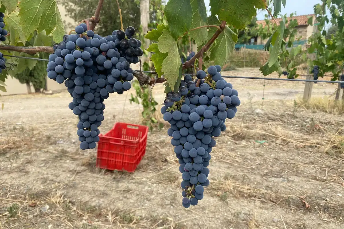 Consorzio Montecucco: si conclude la vendemmia 2021