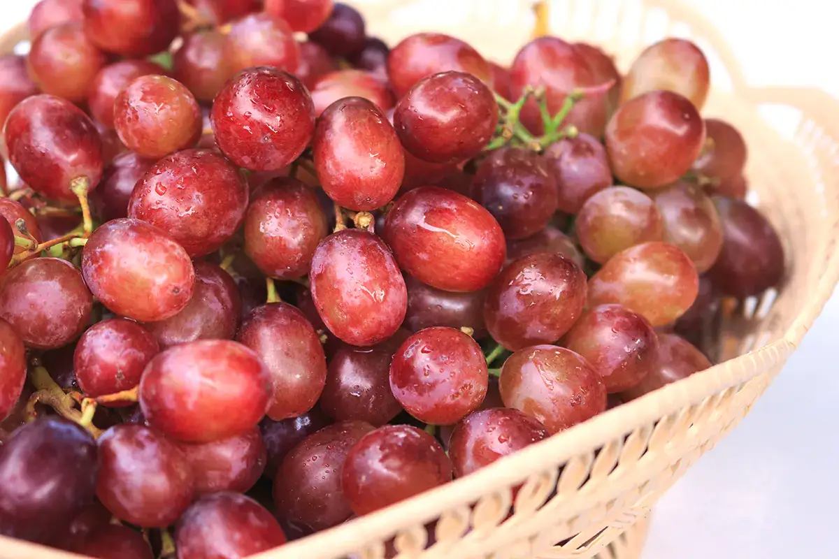 Uva da tavola, variet&agrave; Red Globe Nonostante il clima pazzo e l'inflazione, l'uva da tavola conquista la Gdo