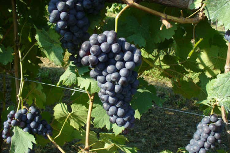 Uva Rossara - Dall’uva trentina Rossara vini morbidi e fruttati Uva Rossara - Dall’uva trentina Rossara vini morbidi e fruttati