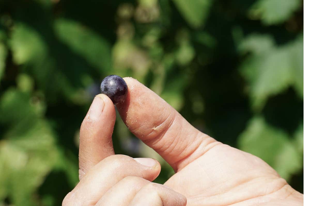 Verduno, la perla nascosta delle Langhe e il suo vitigno autoctono