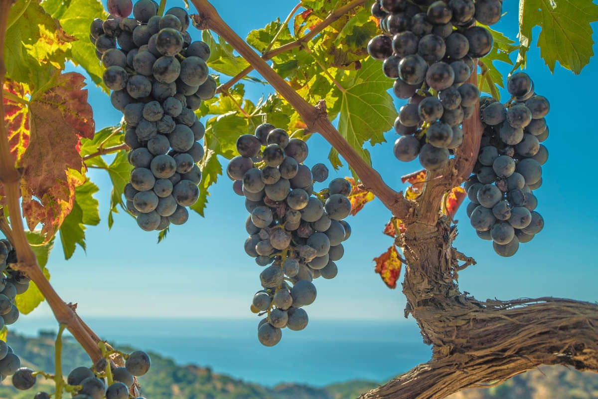 La Calabria del vino, parola d'ordine: valorizzazione degli autoctoni
