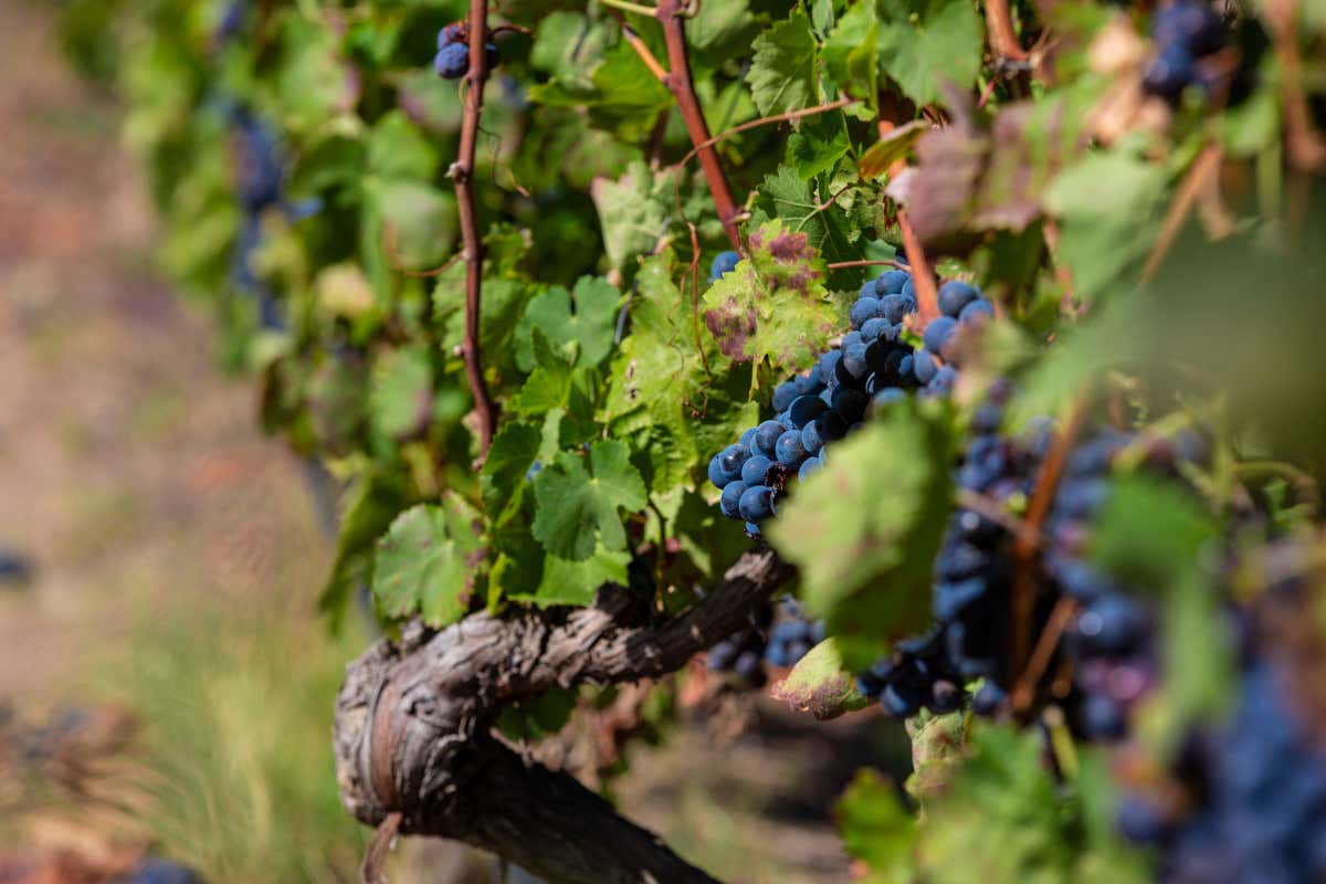 Il vino campano alla prova del mercato e alla sfida del futuro