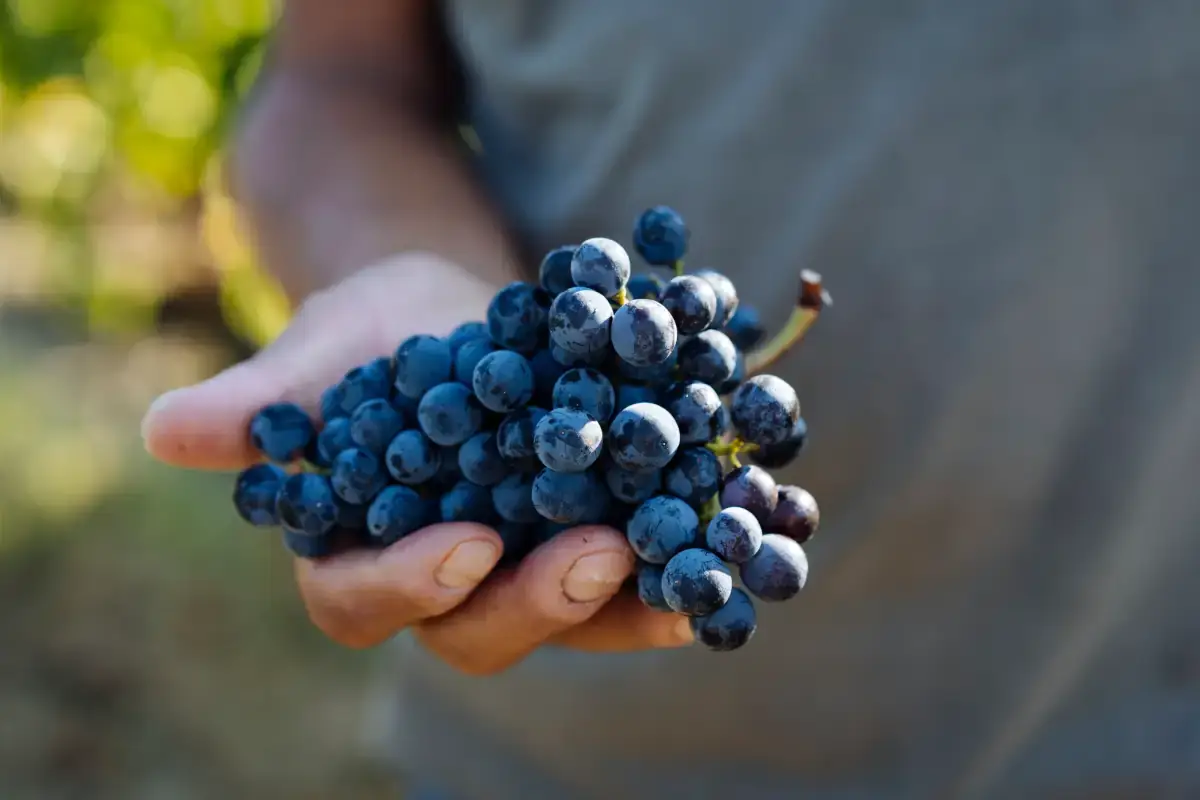 Ornellaia, vendemmia precoce ma si prospettano uve di ottima qualit&agrave;