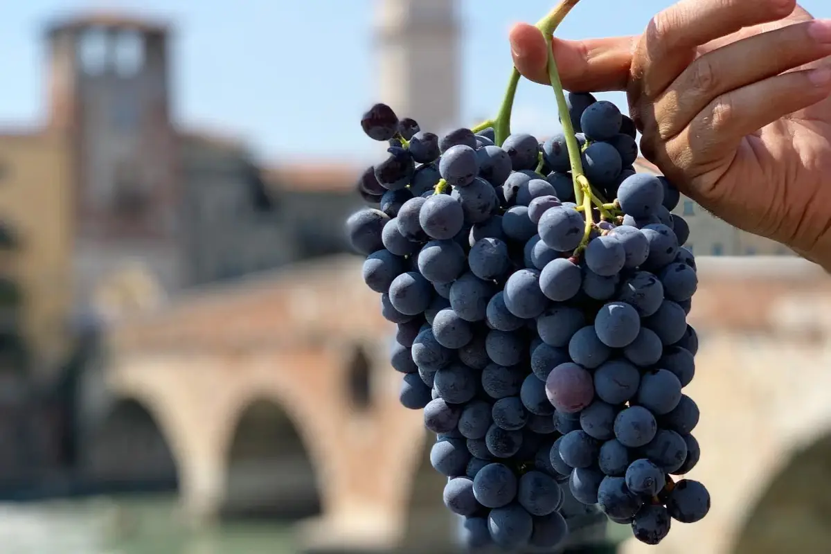 La fase 2 della candidatura all&rsquo;Unesco dell&rsquo;appassimento delle uve&nbsp; Valpolicella, come sostenere la candidatura all&rsquo;Unesco dell&rsquo;appassimento delle uve