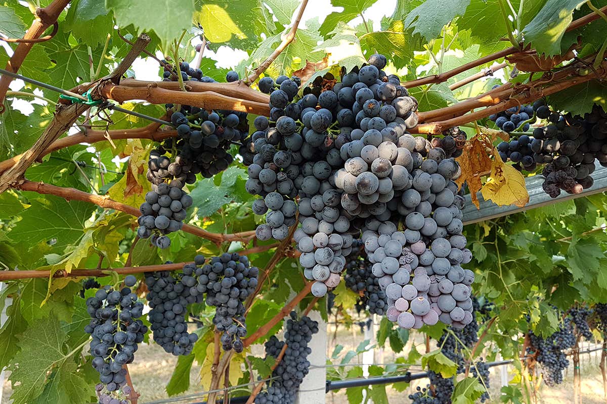 La cantina valorizza le uve tipiche della Valpolicella Talestri in Valpolicella, il vino secondo tre amazzoni