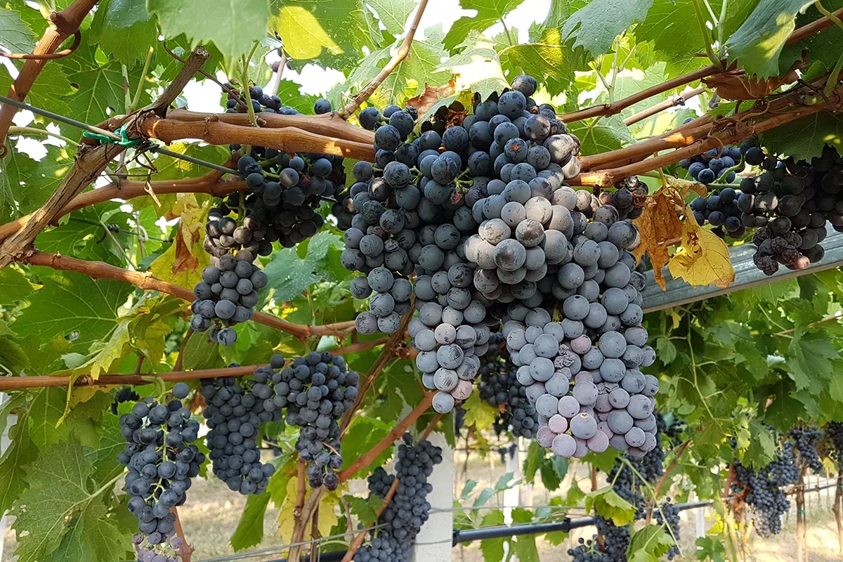 La cantina valorizza le uve tipiche della Valpolicella Talestri in Valpolicella, il vino secondo tre amazzoni