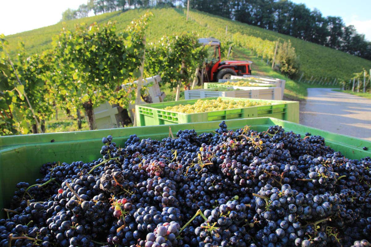 Siad, la tecnologia Kryos per la vinificazione del rosato (e non solo)