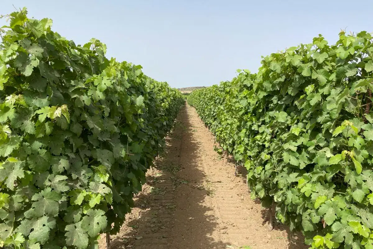 Concorso enologico nazionale Vermentino 2021
