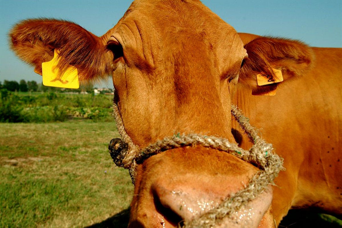 Vacca rossa reggiana Di mucca, di capra, di pecora o asina: il giro d'Italia dei formaggi