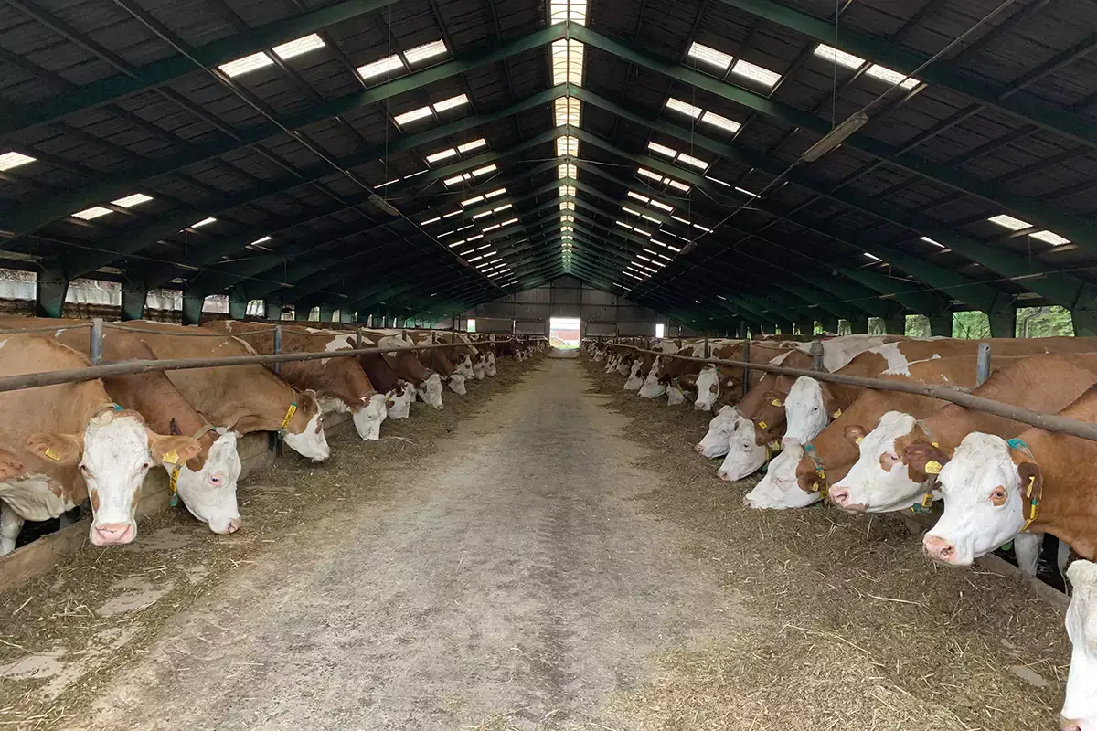 Una stalla&nbsp; Dalla mucca alla pompa: ecco il primo distributore di biogas per rifornire le auto
