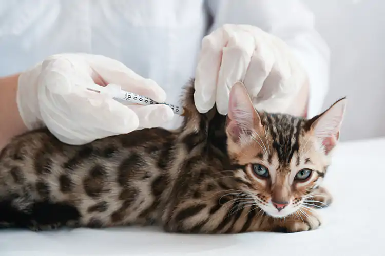 In Russia &egrave; stato registrato il primo vaccino Covid per animali Animali e covid: arriva il vaccino dalla Russia