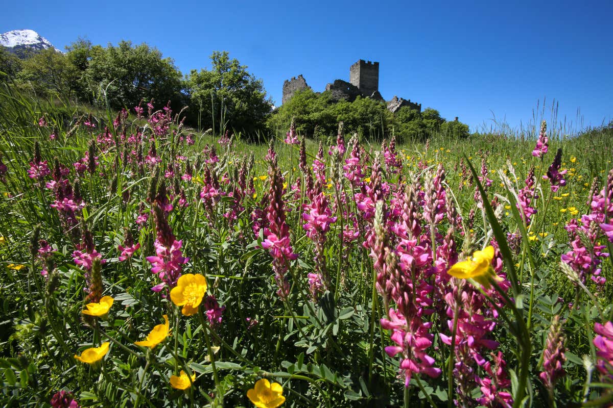 Val d'Aosta, Castello di Clay Saint Denis (foto Archivio Regione Autonoma) Primavera in Val d'Aosta fra castelli trekking relax e gusto