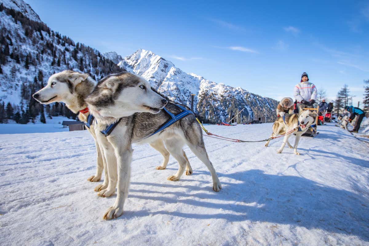 Il Val di Sole si può provare l'emozione della slitta trainata dai cani