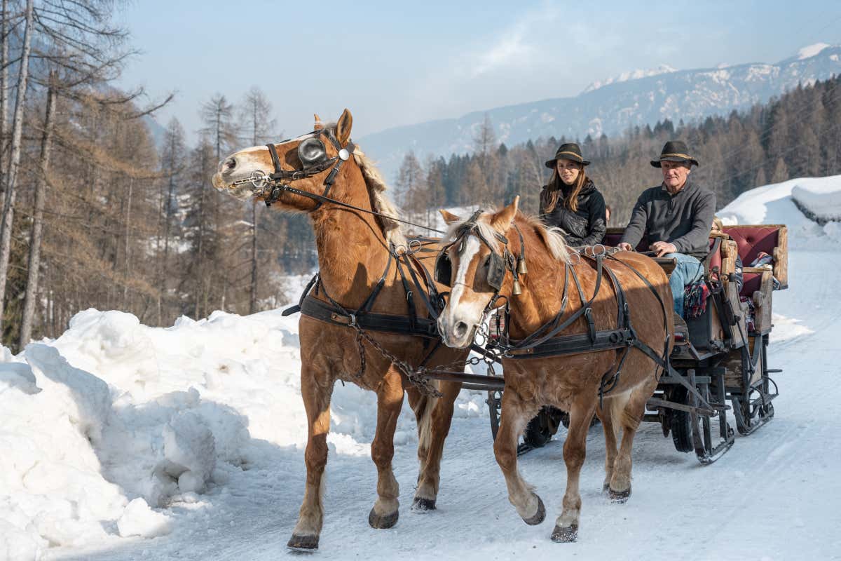 Vengono organizzati tour in carrozze slitte  trainate da cavalli avelignesi