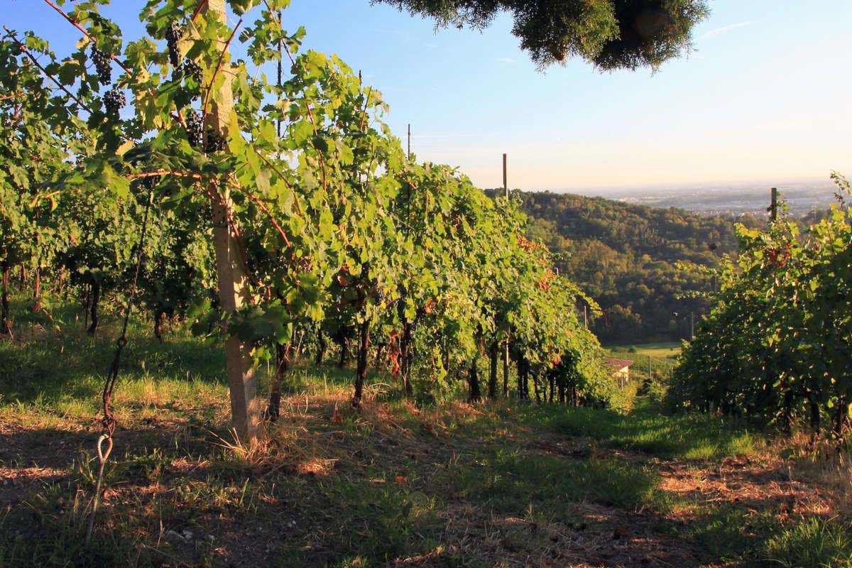 Vini Valcalepio, ricerca e nuovi uvaggi per avere sempre più qualità