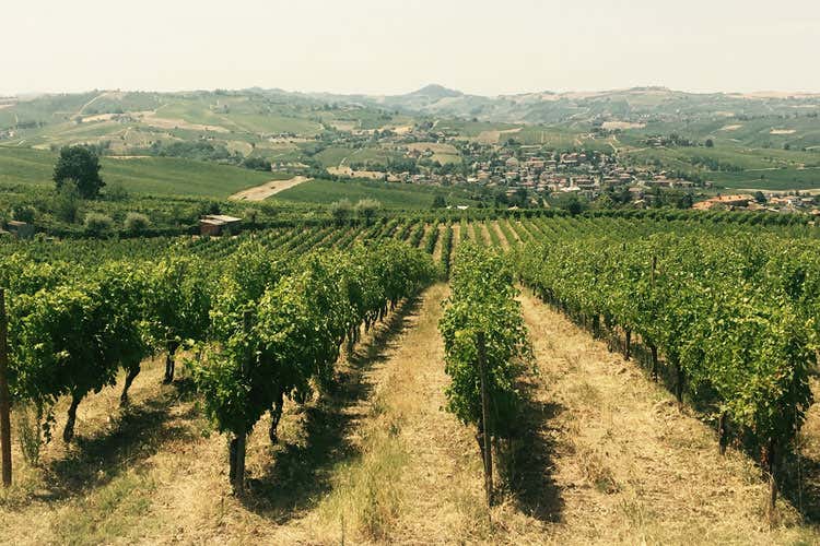 Le vigne della cantina Valdamonte - Valdamonte, cantina e agriturismo raccontano il territorio dell'Oltrep&ograve;
