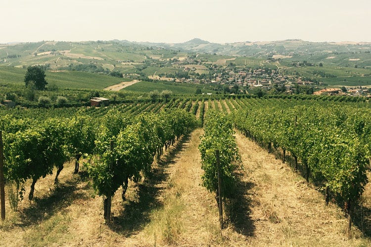 Le vigne della cantina Valdamonte - Valdamonte, cantina e agriturismo raccontano il territorio dell'Oltrepò