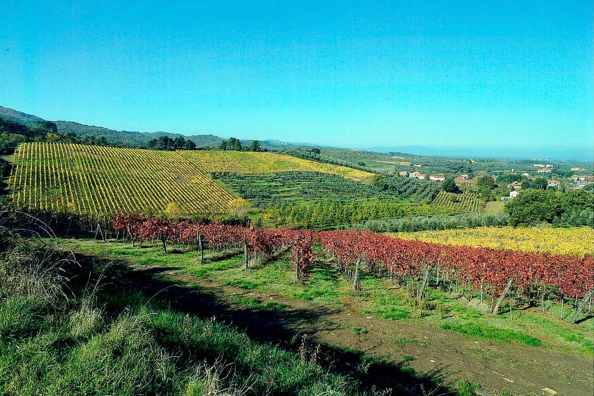 Valdarno di Sopra Doc, 