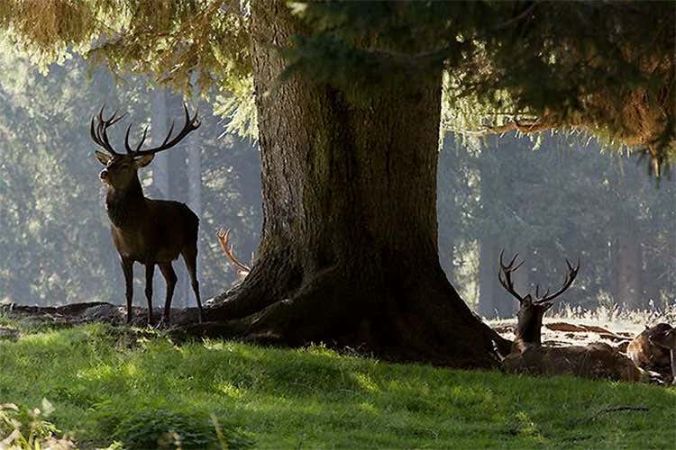 L'esperienza di ascoltare il bramito di un cervo