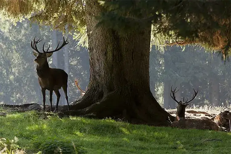 L'esperienza di ascoltare il bramito di un cervo