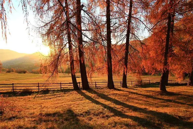 Tutti i colori dell'autunno in Val di Fiemme