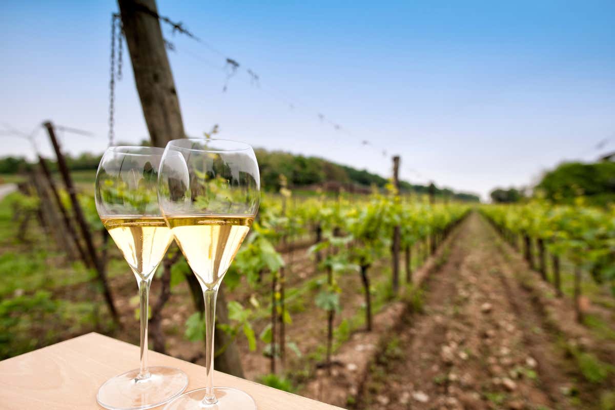 Dentro Val d’Oca: così lavora la grande cooperativa del Prosecco
