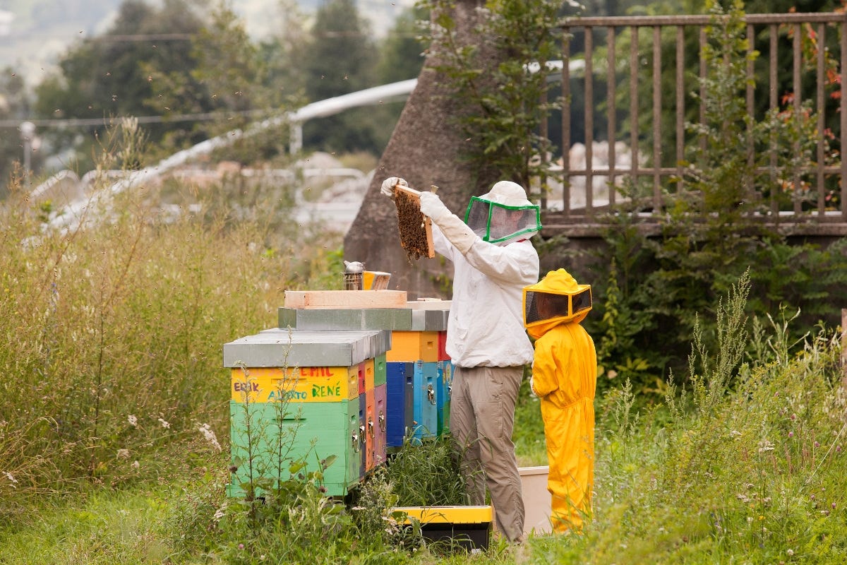 Bimbi a lezione di miele con gli apicoltori (Foto Office du Tourisme) È arrivata l’estate, le stelle della Val d’Aosta si accendono