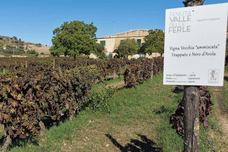 La Tenuta Valle delle Ferle dei giovani coniugi Claudia Sciacca e Andrea Annino, assieme al Consorzio di Tutela, ha organizzato il primo Cerasuolo di Vittoria Day 