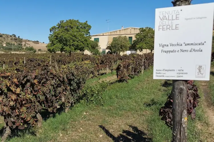 La Tenuta Valle delle Ferle dei giovani coniugi Claudia Sciacca e Andrea Annino, assieme al Consorzio di Tutela, ha organizzato il primo Cerasuolo di Vittoria Day 