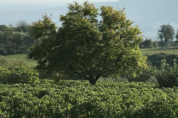 (Valpolicella, il 10% dell'Amarone ha in etichetta Cantina Valpantena)