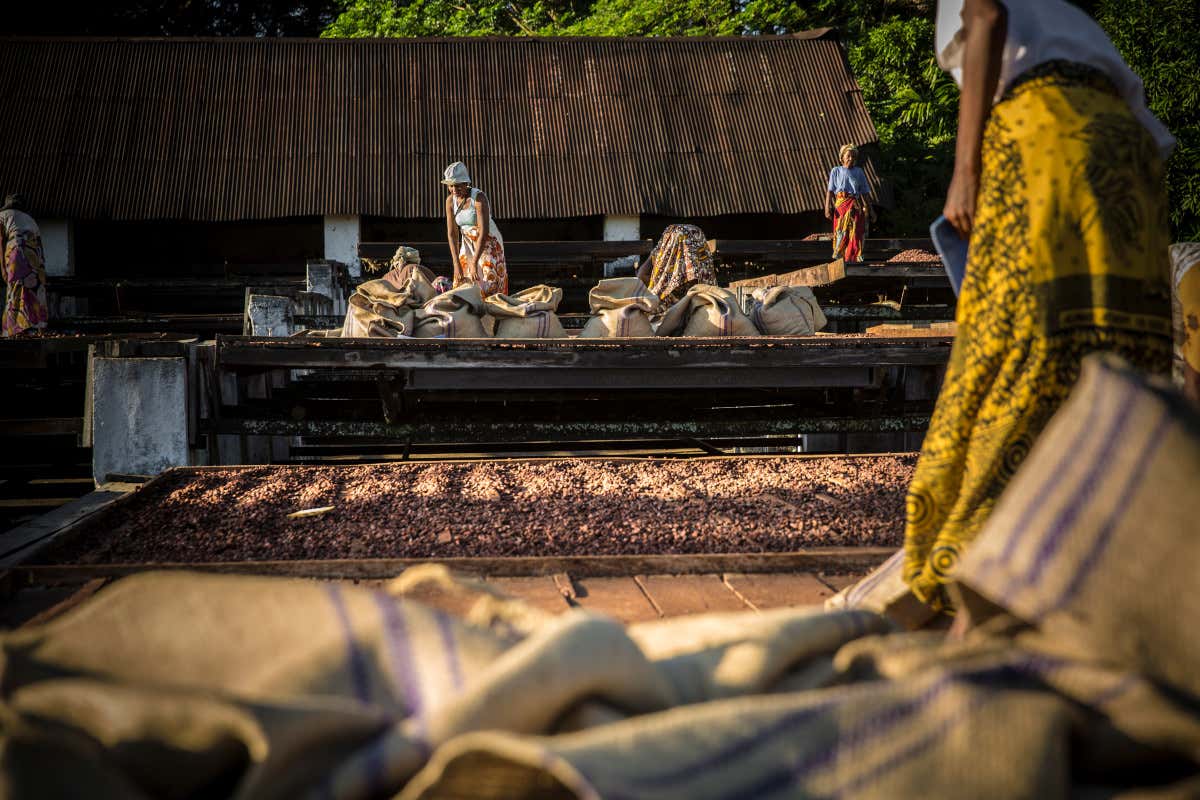 Una piantagione di cacao in Madagascar (foto Pierre Ollier) Valrhona festeggia un secolo di impegno per il cioccolato di qualità