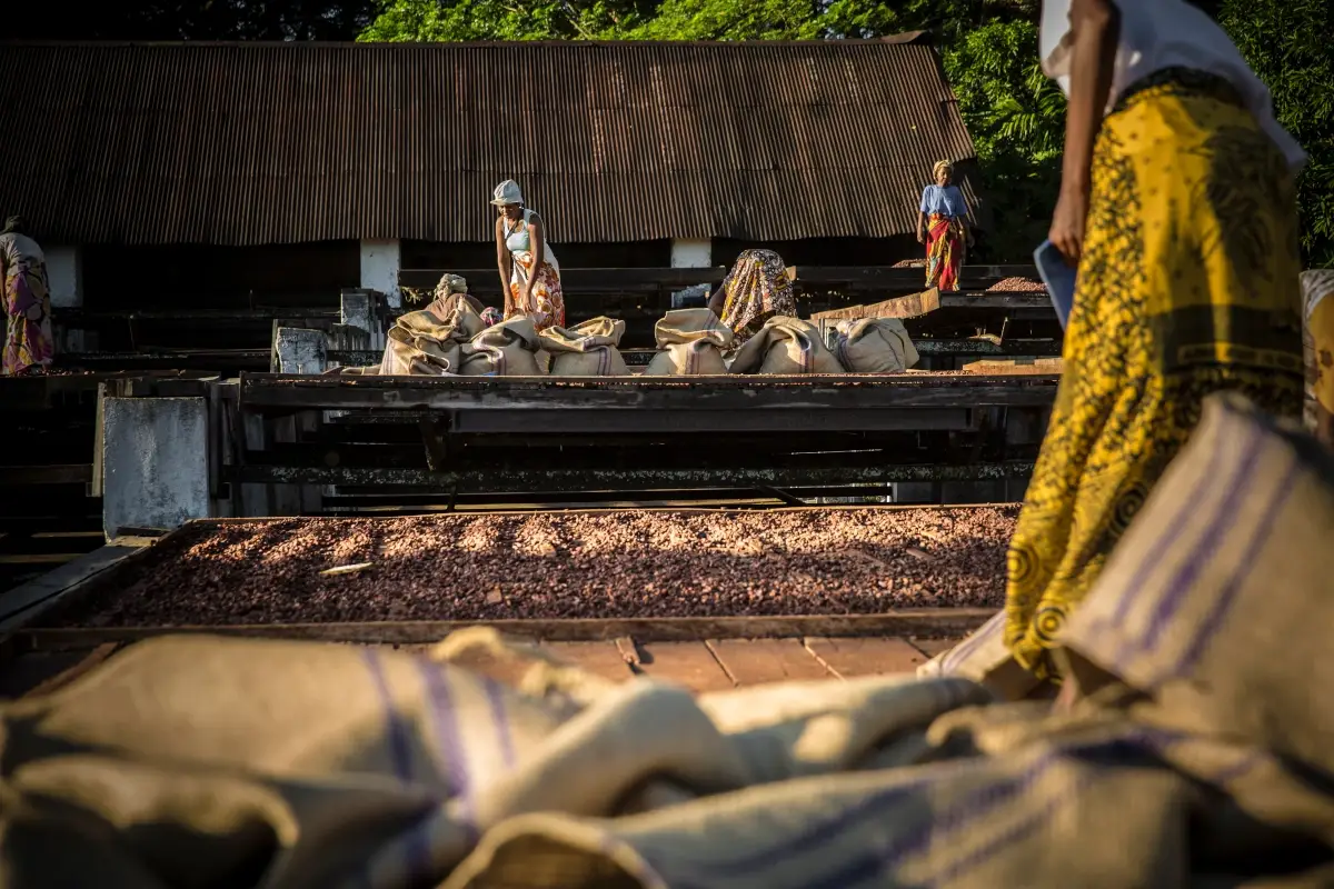 Una piantagione di cacao in Madagascar (foto Pierre Ollier) Valrhona festeggia un secolo di impegno per il cioccolato di qualit&agrave;