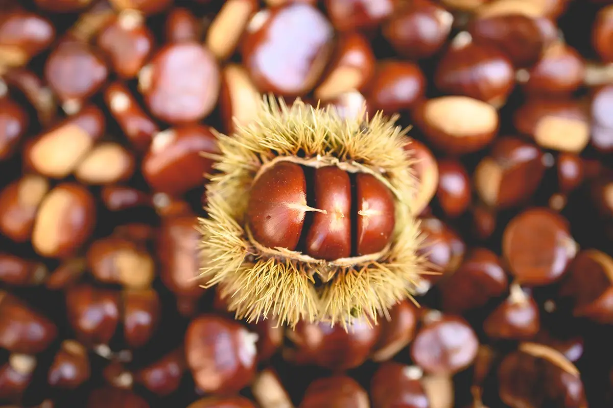 Castagne, foto di Luca Pezzani, credit Alta Valtaro Funghi, castagne e tartufi: a caccia di tesori in Alta Valtaro