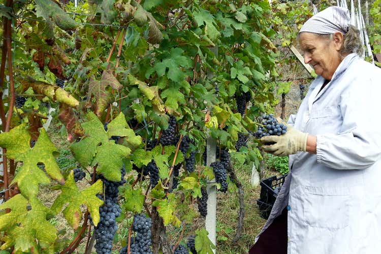 Presto anche in Valtellina si aprir&agrave; la stagione della vendemmia (Valtellina in festa tra vigneti, cultura e buon cibo)