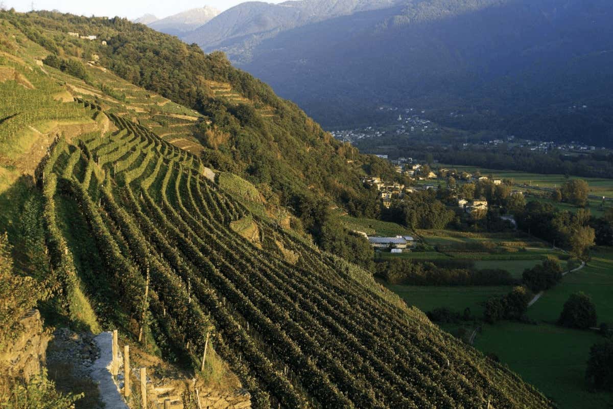 Vigneti in Valtellina  Il vino per le Olimpiadi di Milano? “Quello della Valtellina”