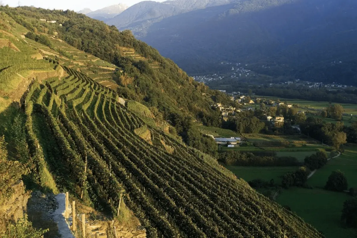 Vigneti in Valtellina&nbsp; Il vino per le Olimpiadi di Milano? &ldquo;Quello della Valtellina&rdquo;