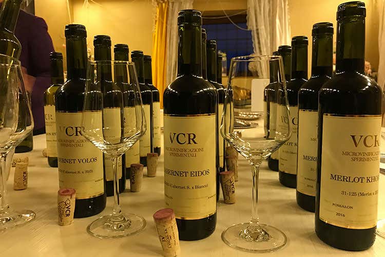 (Le variet&agrave; resistenti in vigna Con la genetica si debellano le malattie)