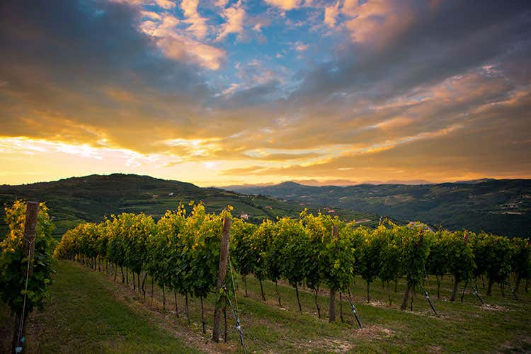 (Le variet&agrave; resistenti in vigna Con la genetica si debellano le malattie)