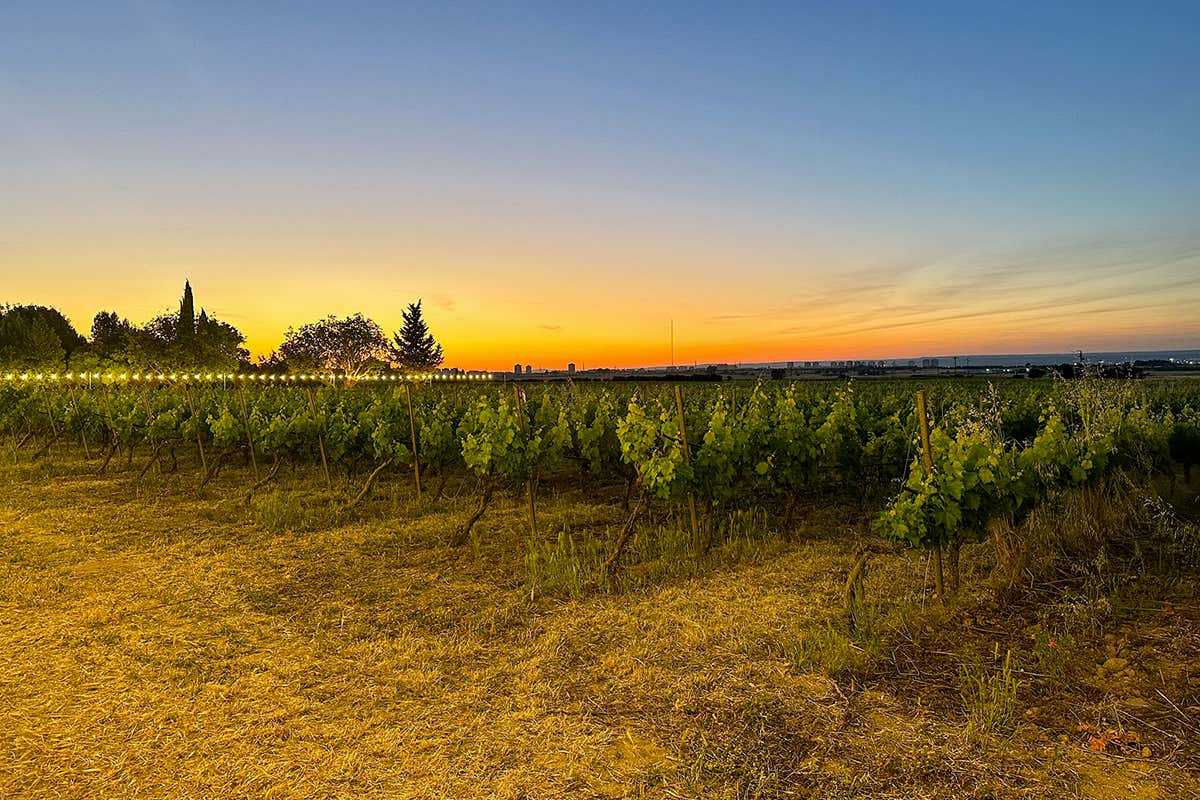 I vigneti della zona Campo Freddo, all’interno del cru di Masseria Pizzariello, caratterizzati da forti escursioni termiche ideali per la produzione del Fiano base spumante