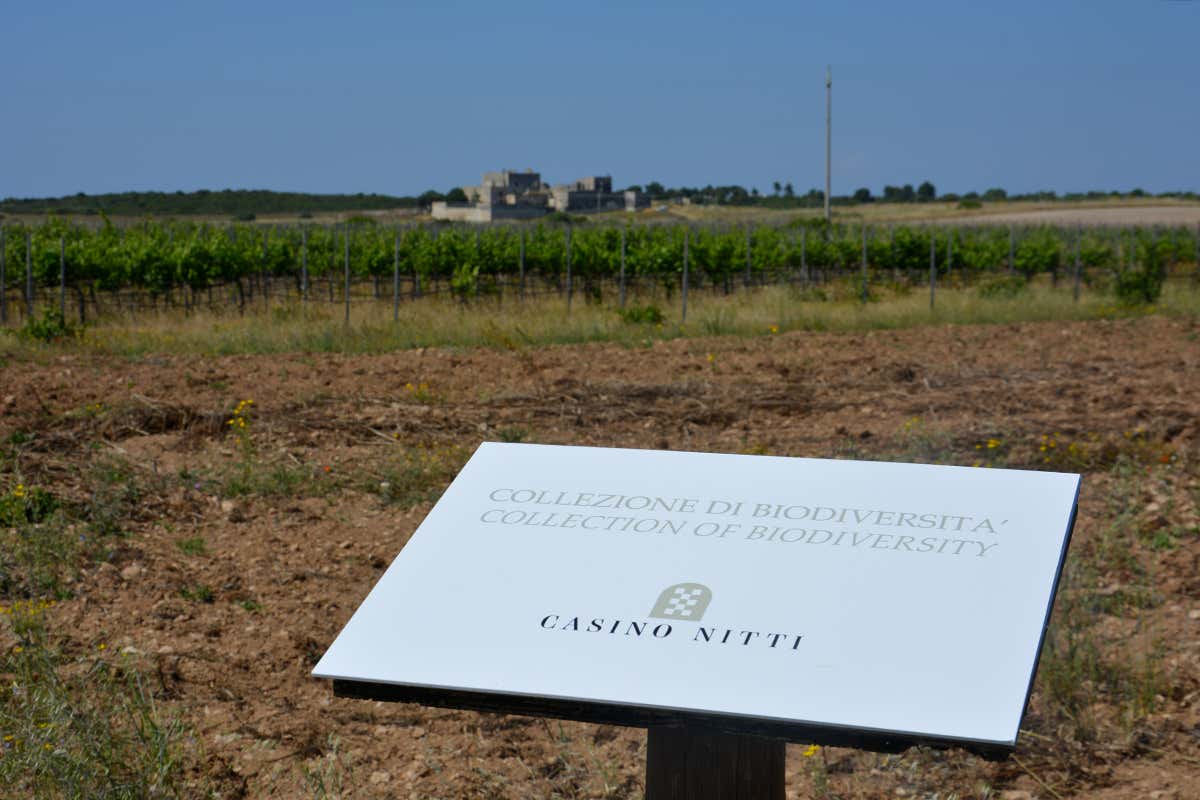 Casino Nitti, nuovo asset del gruppo Varvaglione 1921 e centro di ricerca sul futuro del vino e della viticoltura mediterranea