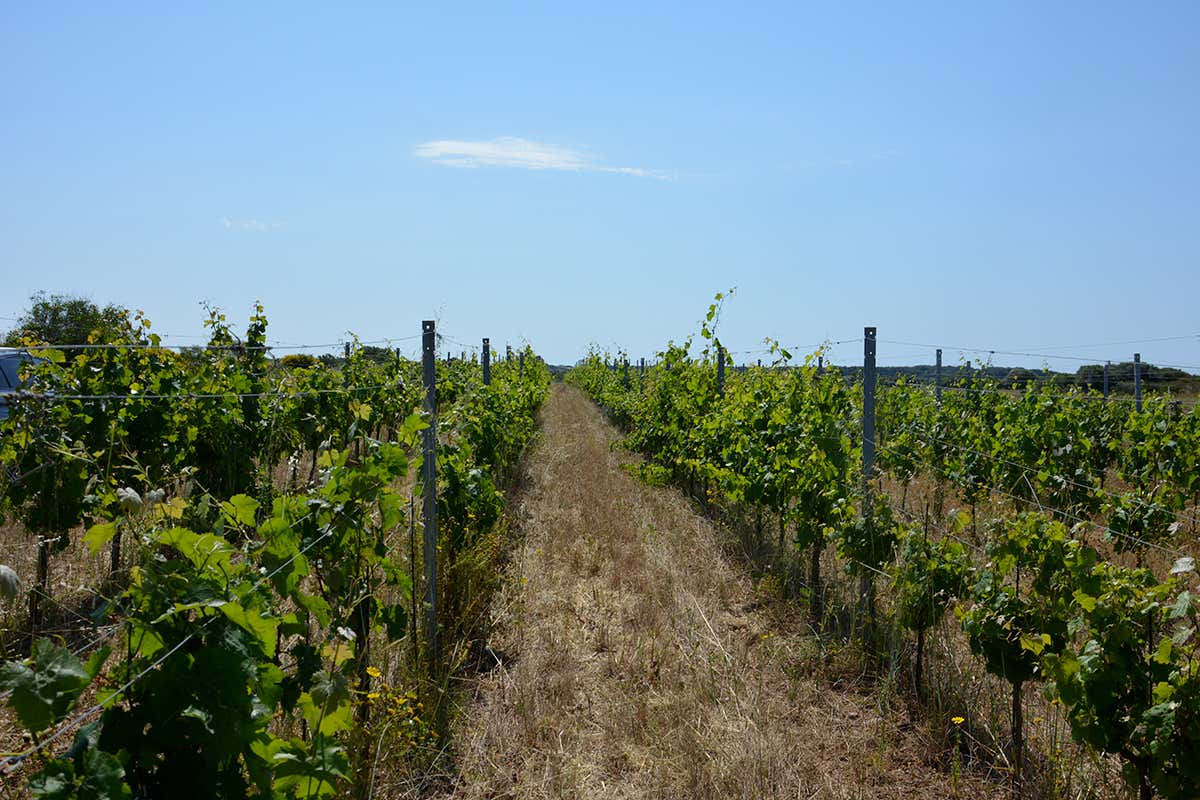 I filari della tenuta Varvaglione 1921, dove la gestione agronomica integra agricoltura di precisione, monitoraggio e pratiche sostenibili.