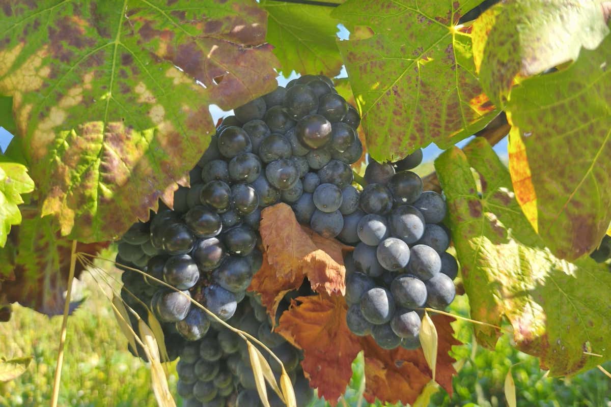 Tommasone a Ischia: dall’affinamento subacqueo al Metodo Classico senza compromessi Tommasone a Ischia: dall’affinamento subacqueo al Metodo Classico senza compromessi