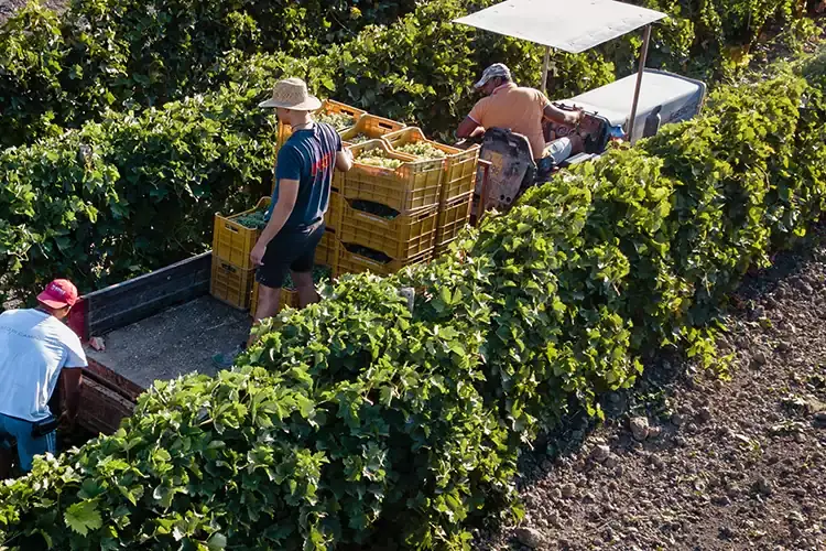 Vendemmia manuale. Il 2021 un'ottima annata Baglio del Cristo di Campobello punta sul Metodo Classico