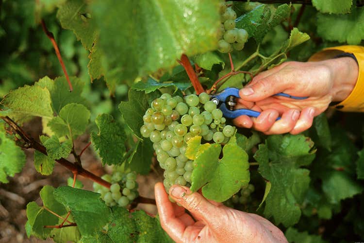 Raccolta al top per il 2020 - Champagne, vendemmia al top Raccolta precoce, ma di qualità Raccolta al top per il 2020 - Champagne, vendemmia al top Raccolta precoce, ma di qualità