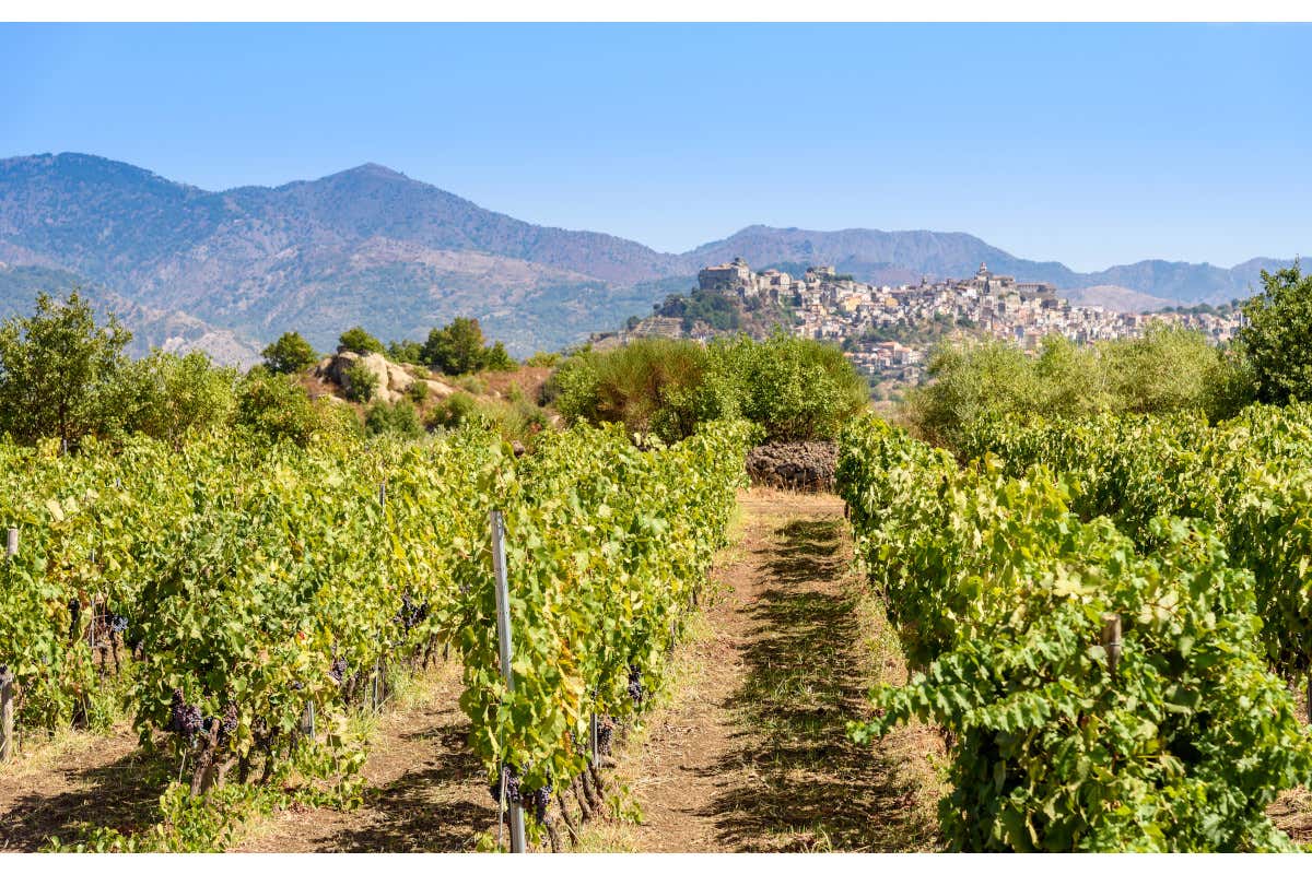 Vini eroici, come va la vendemmia? Al Nord già iniziata, pronti al Sud Vini eroici, come va la vendemmia? Al Nord già iniziata, pronti al Sud