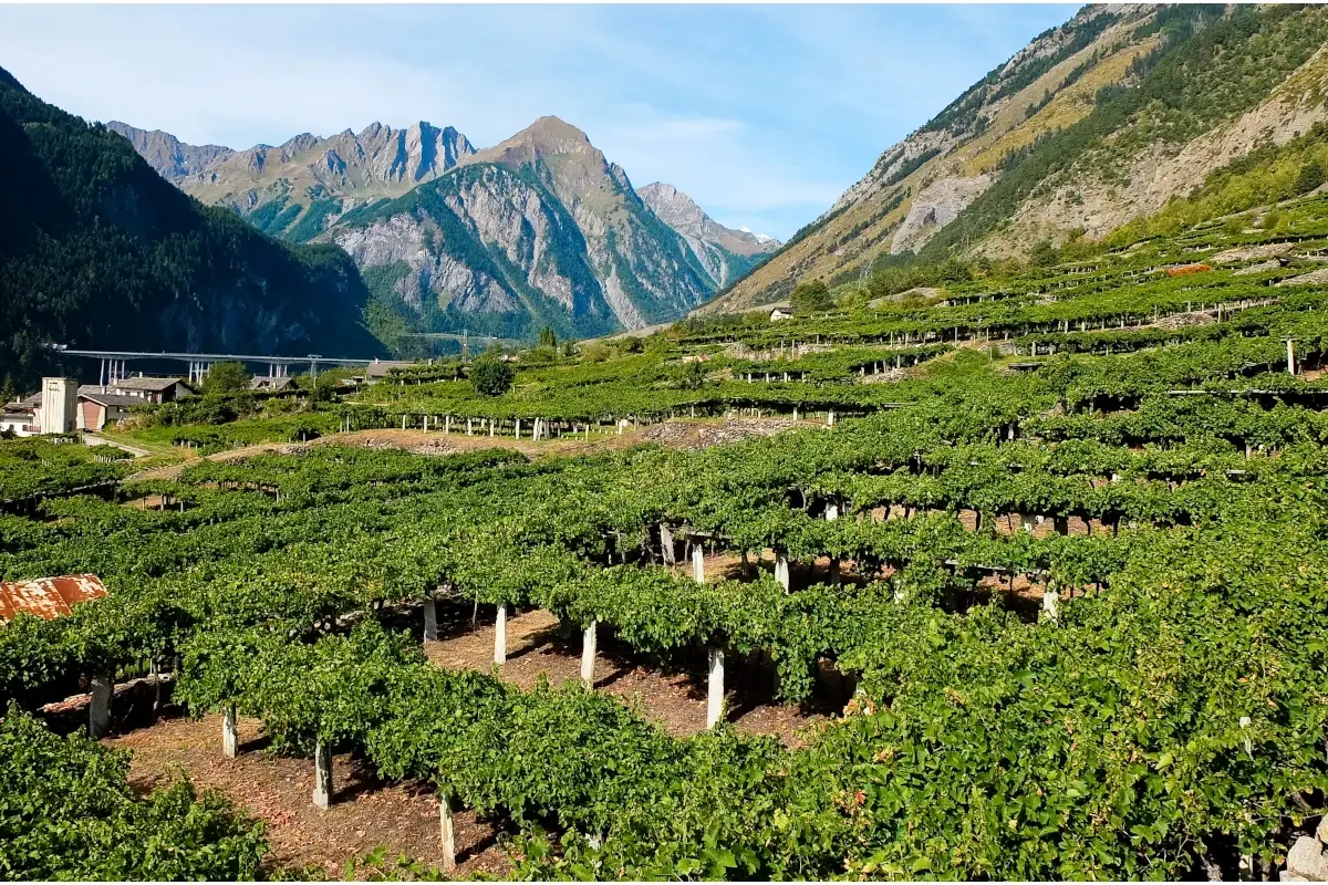 Vini eroici, come va la vendemmia? Al Nord gi&agrave; iniziata, pronti al Sud