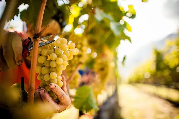 Parte la vendemmia in Franciacorta - foto: Brescia a Tavola